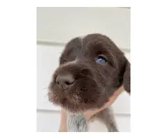 Wirehaired Pointing Griffon puppies for sale - 3