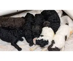 Male and Female AKC Standard Poodles