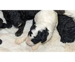 Male and Female AKC Standard Poodles - 2