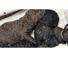 Male and Female AKC Standard Poodles - 4