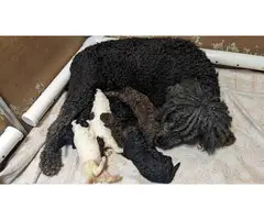 Male and Female AKC Standard Poodles - 6