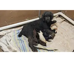Male and Female AKC Standard Poodles - 8