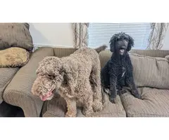 Male and Female AKC Standard Poodles - 10