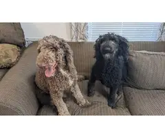 Male and Female AKC Standard Poodles - 11