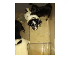 4 Long Haired chihuahua puppies - 4