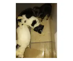 4 Long Haired chihuahua puppies - 5