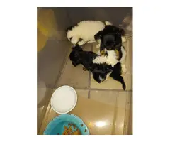 4 Long Haired chihuahua puppies - 7