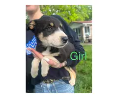 5 female and 1 male Border collie puppies