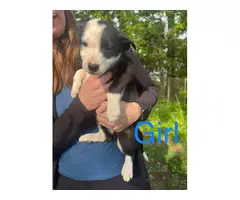 5 female and 1 male Border collie puppies - 2