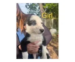 5 female and 1 male Border collie puppies - 3