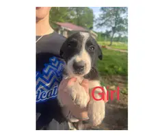 5 female and 1 male Border collie puppies - 5