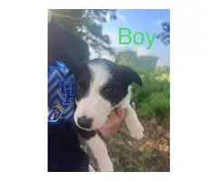 5 female and 1 male Border collie puppies - 6