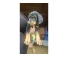 AKC registered doberman pinscher puppy for sale