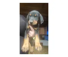 AKC registered doberman pinscher puppy for sale - 2