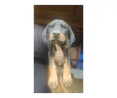 AKC registered doberman pinscher puppy for sale - 3