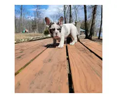 Pie bald male French bulldog puppy for sale