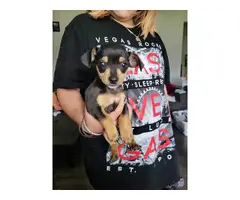 3 cute male Chihuahua puppies for sale