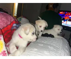 Husky/Great Pyrenees Mix puppies - 2