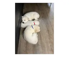 Husky/Great Pyrenees Mix puppies - 3