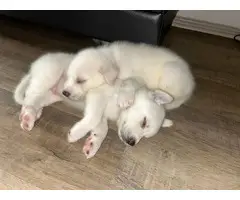 Husky/Great Pyrenees Mix puppies - 4