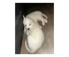 Husky/Great Pyrenees Mix puppies - 5