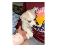 Husky/Great Pyrenees Mix puppies - 6