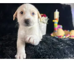Husky/Great Pyrenees Mix puppies - 7