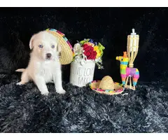 Husky/Great Pyrenees Mix puppies - 10