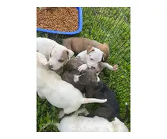 Pitbull puppies - 4
