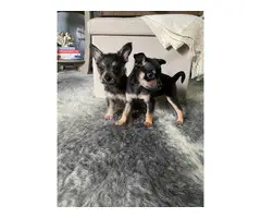 2 Chorkie puppies available - 2