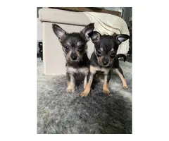 2 Chorkie puppies available - 3