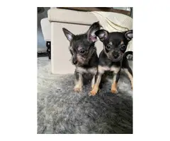2 Chorkie puppies available - 4