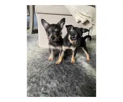 2 Chorkie puppies available - 5