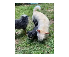 2 Chorkie puppies available - 6