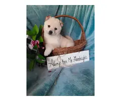 5 beautiful Shiba Inu puppies for sale - 2