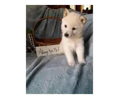 5 beautiful Shiba Inu puppies for sale - 4