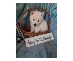 5 beautiful Shiba Inu puppies for sale - 6