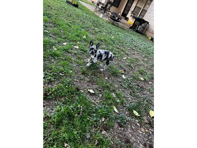6 months old Merle Frenchie puppy for sale - 4/4