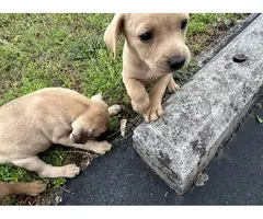3 Sweet Labrabull puppies looking for loving homes - 3
