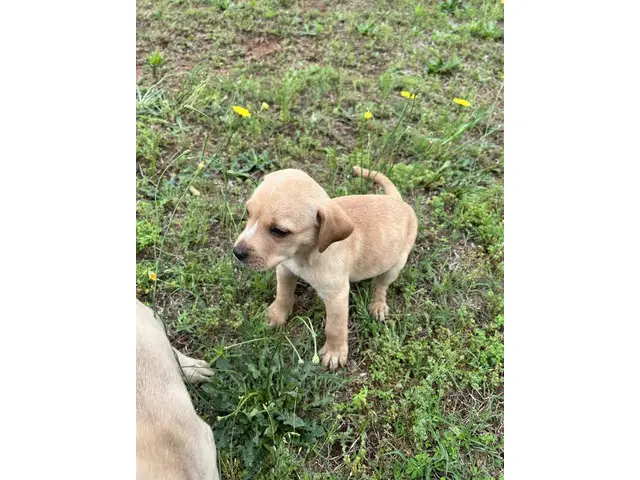 3 Sweet Labrabull puppies looking for loving homes - 4/12