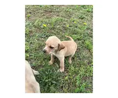 3 Sweet Labrabull puppies looking for loving homes - 4