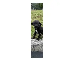 3 Sweet Labrabull puppies looking for loving homes - 8
