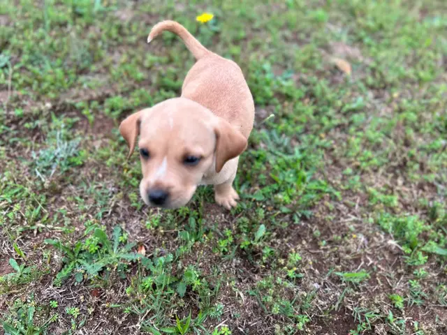 3 Sweet Labrabull puppies looking for loving homes - 9/12