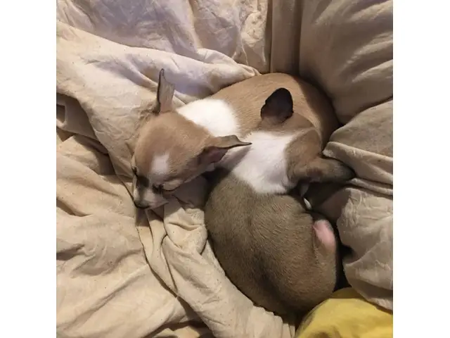 Two 8 weeks old Chihuahua puppies - 1/5
