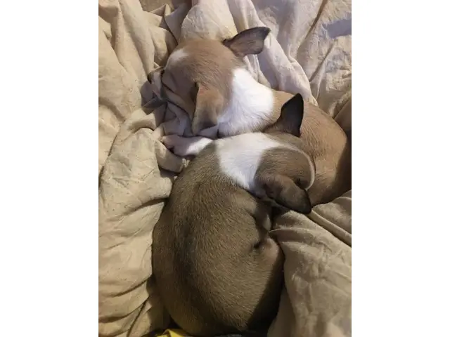 Two 8 weeks old Chihuahua puppies - 4/5