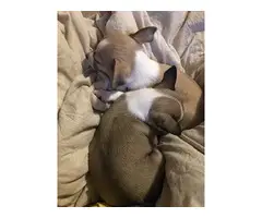 Two 8 weeks old Chihuahua puppies - 4