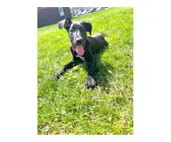 4 mo old Great Dane for sale