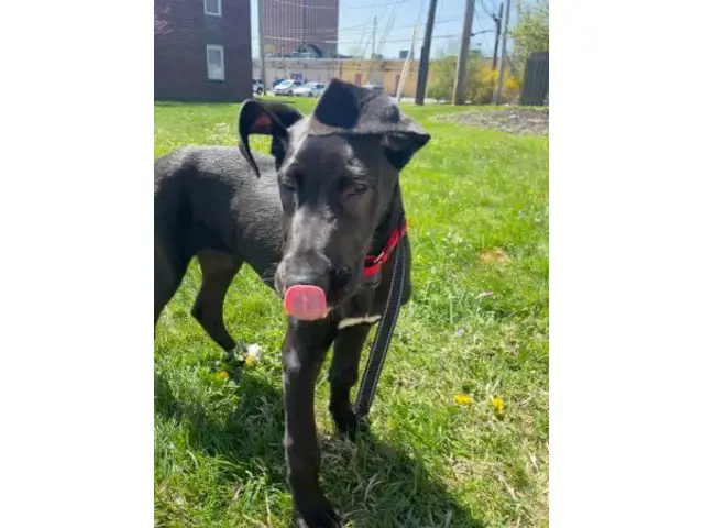 4 mo old Great Dane for sale - 2/5