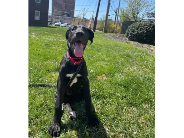 4 mo old Great Dane for sale - 3/5