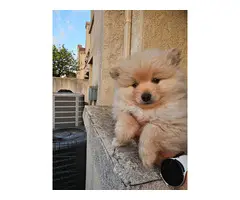 Purebred Male Pomeranian puppy for sale - 3